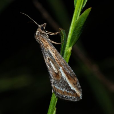 Chesias legatella (píďalka janovcová), PP Zlobice