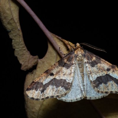 Erannis defoliaria (tmavoskvrnáč zhoubný), Kamenný vrch