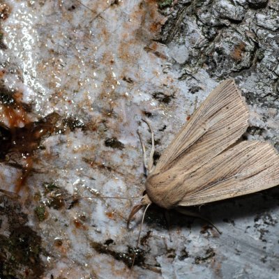 Mythimna straminea (plavokřídlec šedožlutý), Hády - Ruženin lom