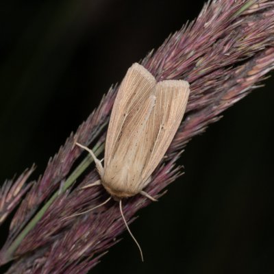Mythimna impura (plavokřídlec luční), Helenčina studánka