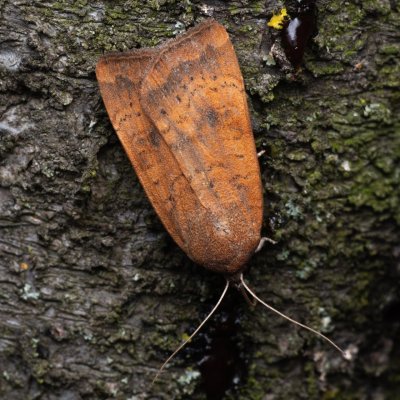 Noctua interjecta (osenice západní), PP Kamenice u Hlohovce