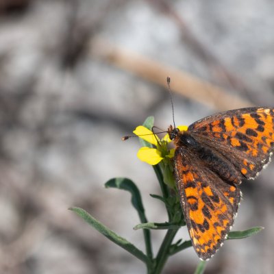 Melitaea trivia (hnědásek jižní), PR Svatý kopeček