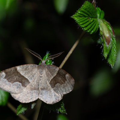 Plagodis pulveraria (kropenatec vrbový), PP Bobrava