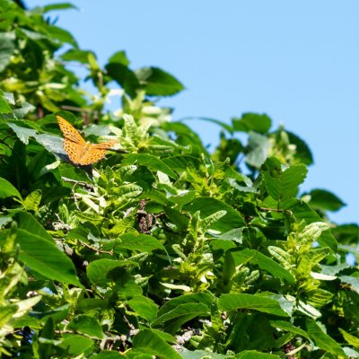 Argynnis paphia (perleťovec stříbropásek), PP Rokytná