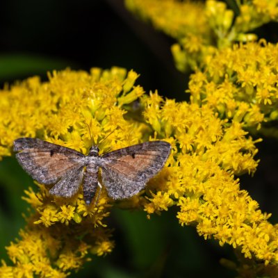Eupithecia icterata (píďalička vratičová), PR Kamenný vrch