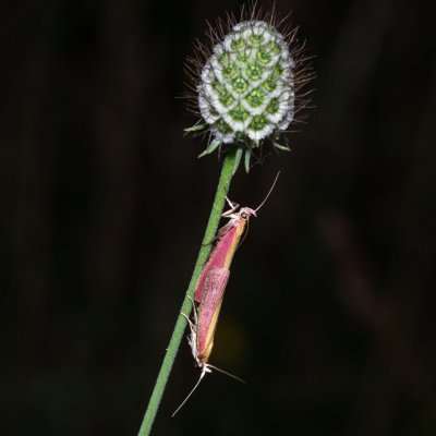 Oncocera semirubella (zavíječ červenožlutý), PR Kamenný vrch
