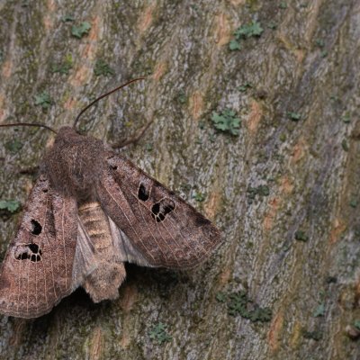 Conistra rubiginosa (zimovnice trnková), PR Kamenný vrch