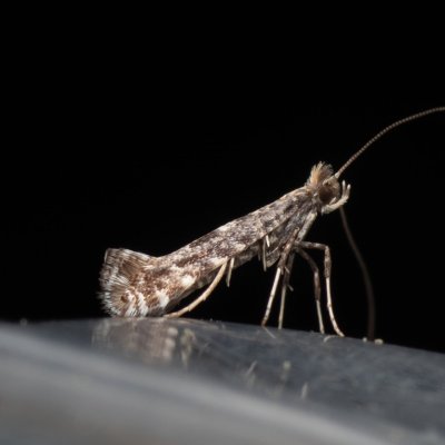 Parornix sp., NPP Na Adamcích