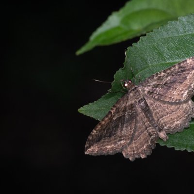 Philereme transversata (píďalka krušinová), PP Ječmeniště