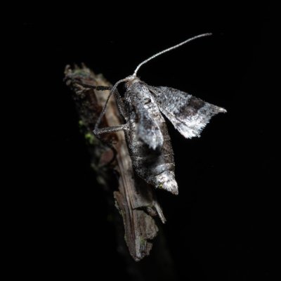 Theria rupicapraria (tmavoskvrnáč březnový), PR Kamenný vrch