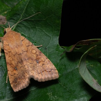 Agrochola circellaris (polnice jívová), Žebětín
