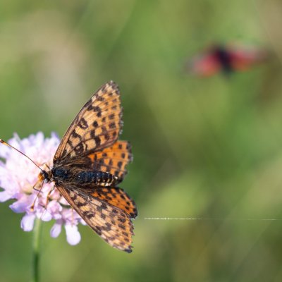 Melitaea didyma (hnědásek květelový), PP Černice