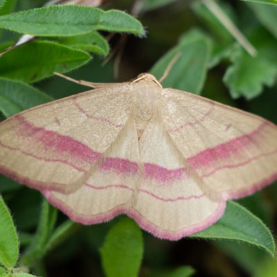 Rhodostrophia vibicaria (žlutokřídlec janovcový), NPR Mohelenská hadcová step