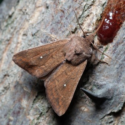 Mythimna albipuncta (plavokřídlec bělotečný), Hrušovany u Brna