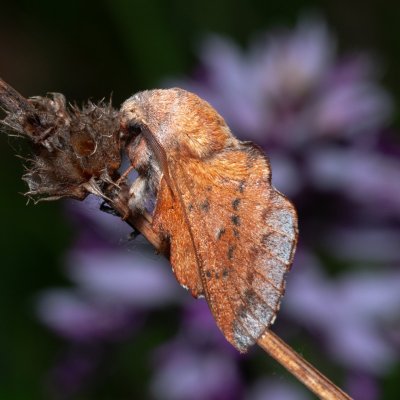 Phyllodesma tremulifolia (bourovec zejkovaný), NPP Malhotky