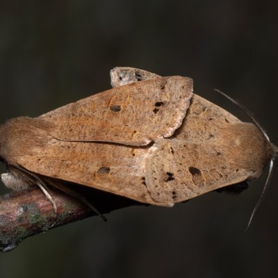 Perigrapha munda (jarnice černoskvrnná), Hády - odkaliště