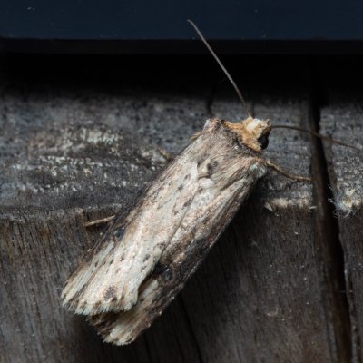 Axylia putris (osenice žlutavá), NS Bučín