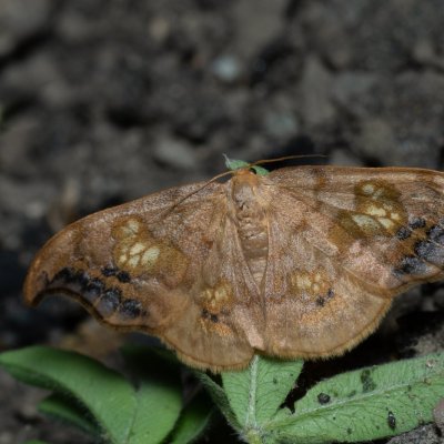 Sabra harpagula (srpokřídlec lipový), PR Bosonožský hájek