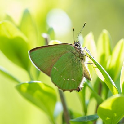 Callophrys rubi (ostruháček ostružinový), NPP Pouzdřanská step - Kolby