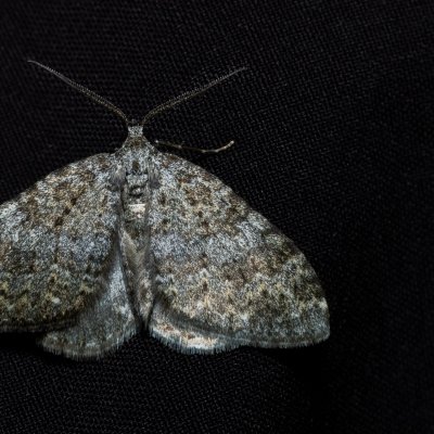 Coenotephria salicata (píďalka siřišťová), Lysá hora u Ochozu