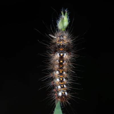 Acronicta rumicis (šípověnka hojná), PR Svatý kopeček