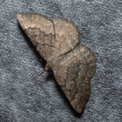 Gnophos furvata (šerokřídlec jitrocelový), Lysá hora u Ochozu