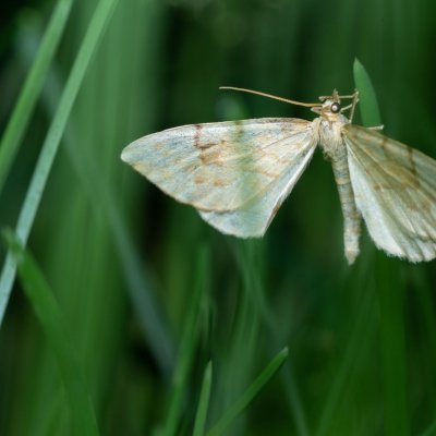 Eulithis pyraliata (píďalka mařinková), Helenčina studánka