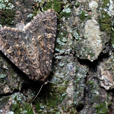 Apamea furva (šedavka temná), Žebětín