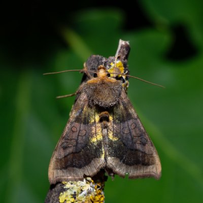 Diachrysia chrysitis (kovolesklec šedivkový), Urbanův kopec, Ostopovice