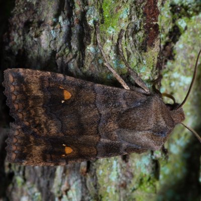 Eupsilia transversa (zimovnice dravá), Žebětín