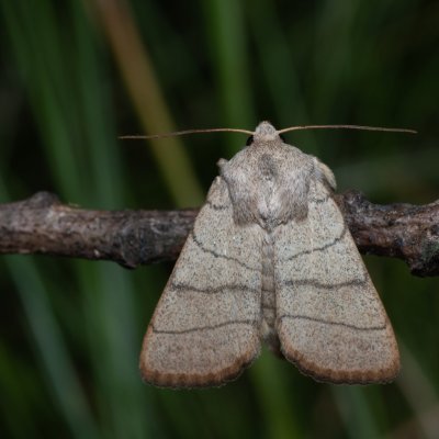 Charanyca trigrammica (šedavka trojčárná), NPP Stránská skála