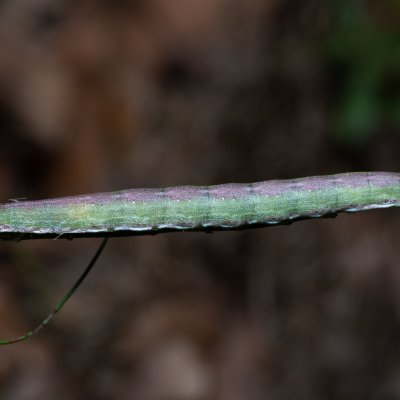 Cucullia xeranthemi (kukléřka zlatovlásková), PP Milovická stráň