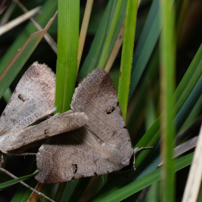 Lygephila craccae (hnědopáska vikvicová), HR, Jablanac