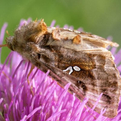 Autographa pulchrina (kovolesklec brusnicový), SK, Štôla
