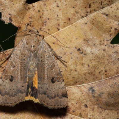 Noctua interposita (osenice přehlížená), PP Střelická bažinka