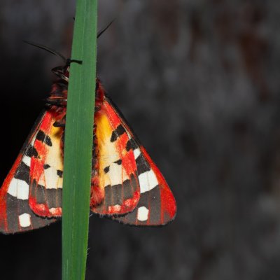 Arctia villica (přástevník špenátový), Kobylí