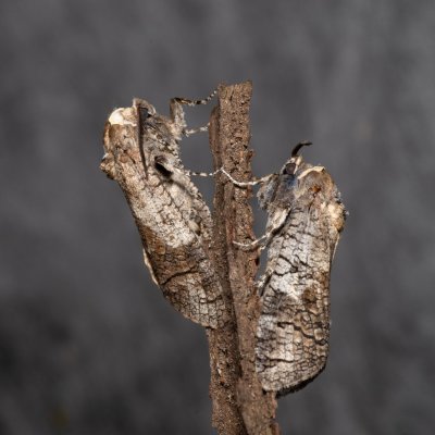 Cossus cossus (drvopleň obecný), Žebětín