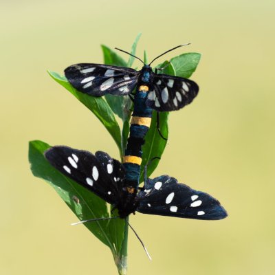 Amata phegea (běloskvrnáč pampeliškový), Senorady