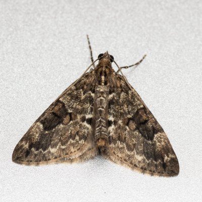 Thera sp., Melč, Mokřinky