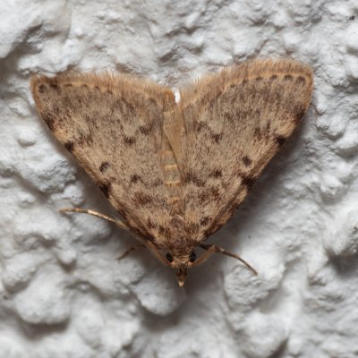 Aglossa pinguinalis (zavíječ tukomilný), HR, Jablanac