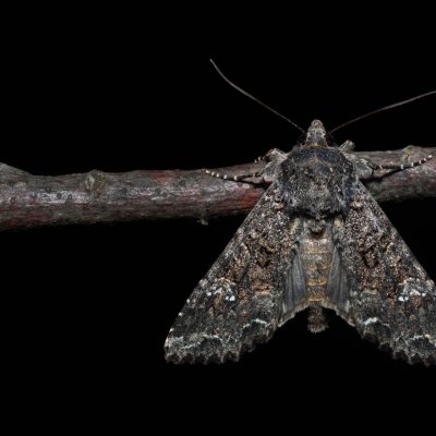 Mamestra brassicae (můra zelná), PR Svatý kopeček