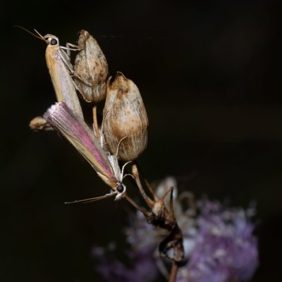 Oncocera semirubella (zavíječ červenožlutý), lom Svatý kopeček