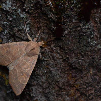 Xanthia ocellaris (zlatokřídlec topolový), Hády - odkaliště
