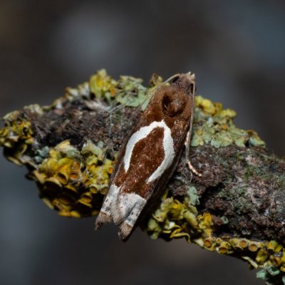 Epiblema foenella (obaleč skobovitý), Hrušovany u Brna