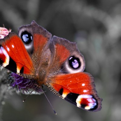 Aglais io (babočka paví oko), PP Augšperský potok
