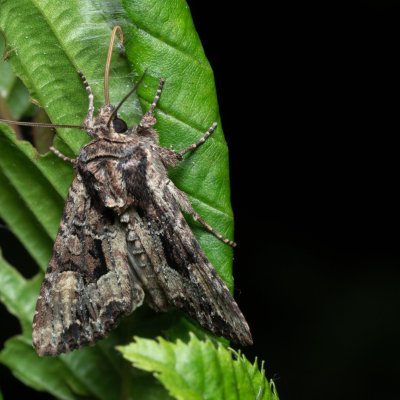 Apamea remissa (šedavka mnohotvárná), Augšperský potok