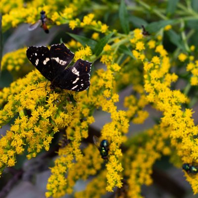 Araschnia levana (babočka síťkovaná), údolí Jihlavy u Třebíče