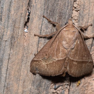 Setothosea asigna (-), TH, Khao Sok