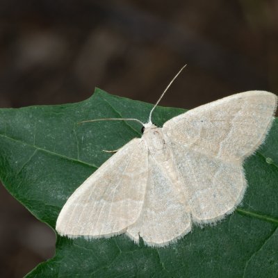Chlorissa etruscaria (zelenopláštník smldníkový), PR Kamenný vrch