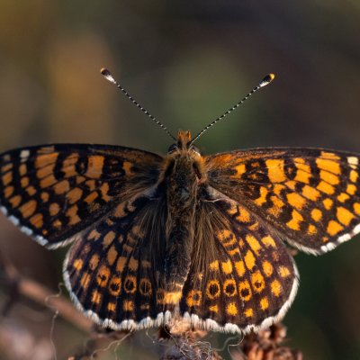 Melitaea cinxia (hnědásek kostkovaný), Havranické vřesoviště